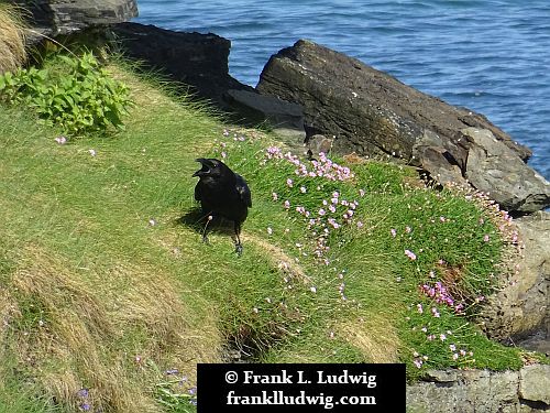 Ravens in Mullaghmore